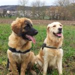 Amanda Magic, Lila Halsband